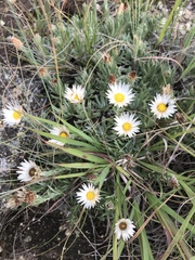 Helichrysum argentissimum