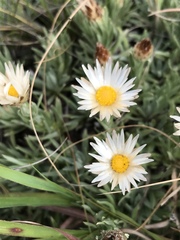 Helichrysum argentissimum