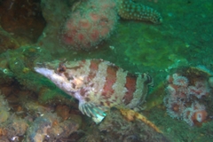 Oxylebius pictus