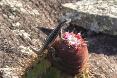 Tropidurus semitaeniatus