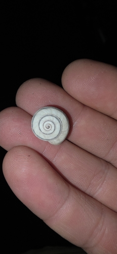 Theba pisana