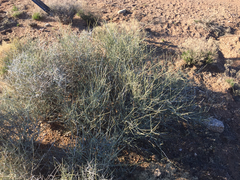 Ephedra torreyana