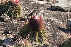 Tropidurus semitaeniatus