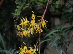Cyrtochilum pardinum