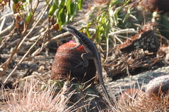 Tropidurus semitaeniatus