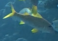 Mulloidichthys vanicolensis