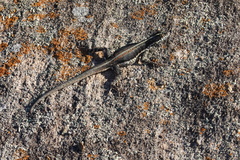 Tropidurus semitaeniatus