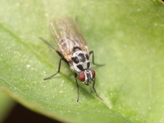 Anthomyia pluvialis