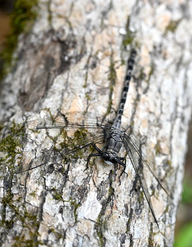 Gray Petaltail photographed in Louisiana