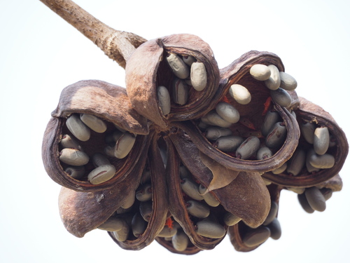Sterculia foetida