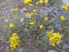 Hypericum scabrum