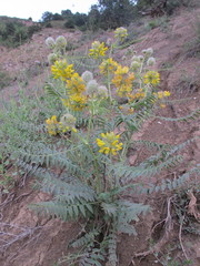 Astragalus macrocephalus