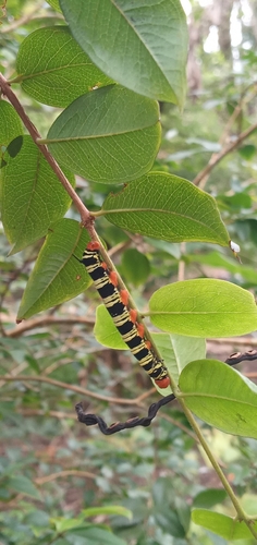 Tetrio Sphinx