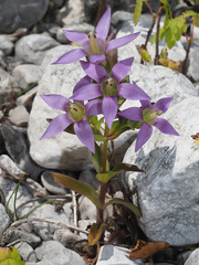 Gentianella aspera