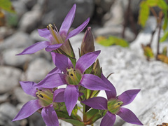 Gentianella aspera