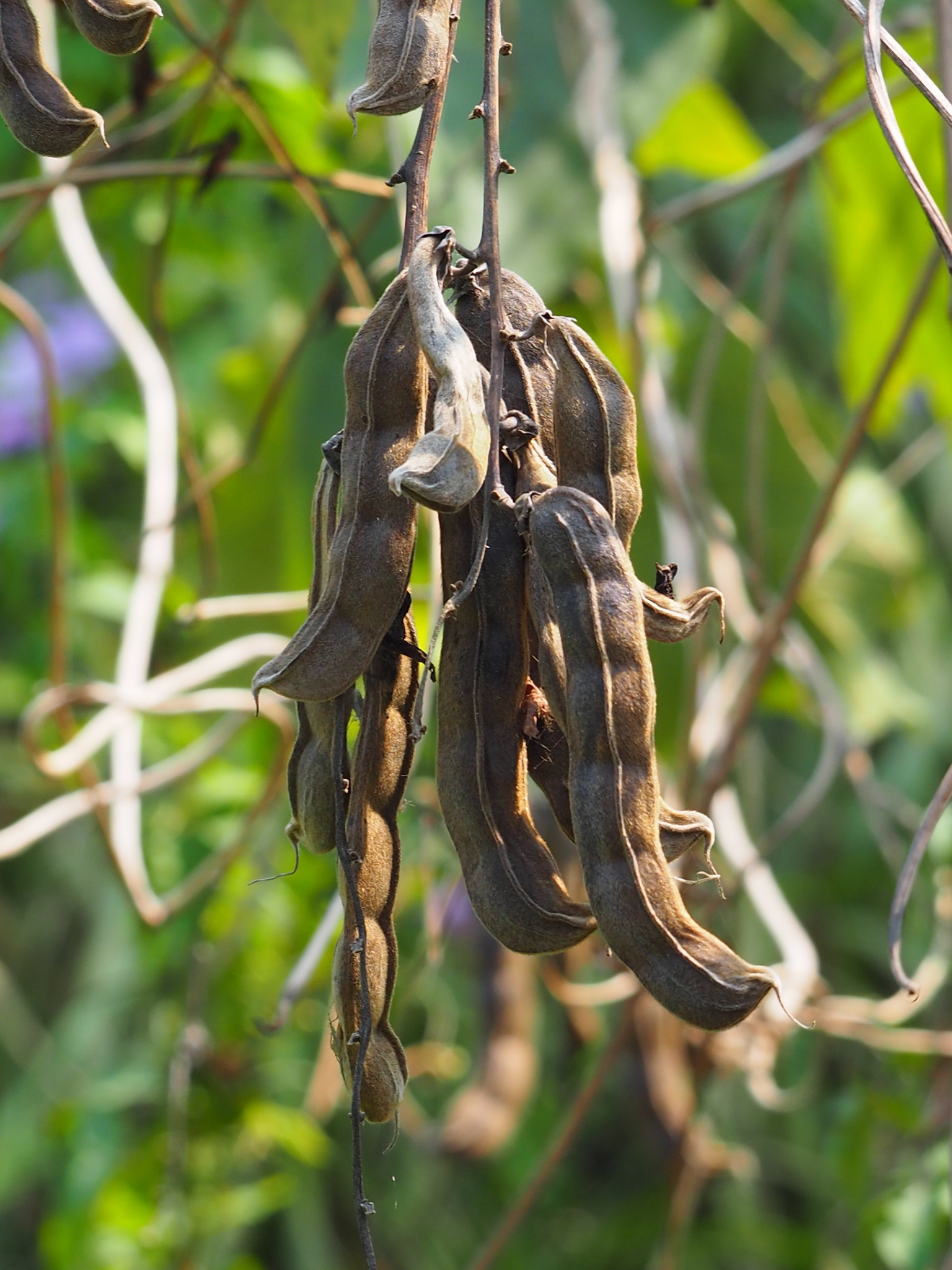 Mucuna pruriens var. utilis