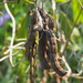 Mucuna pruriens utilis - Photo no rights reserved, uploaded by 葉子