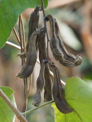 Mucuna pruriens utilis