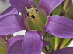 Gentianella aspera