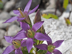 Gentianella aspera