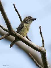 Pogoniulus scolopaceus