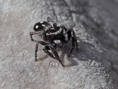 Attulus atricapillus