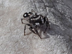 Attulus atricapillus