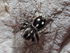 Attulus atricapillus