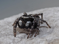 Attulus atricapillus