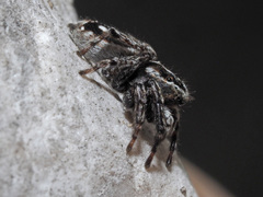 Attulus atricapillus