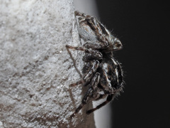 Attulus atricapillus