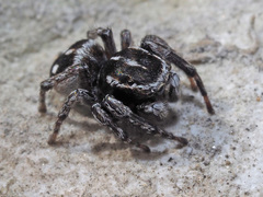 Attulus atricapillus
