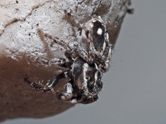 Attulus atricapillus