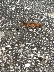 Gryllotalpa vineae