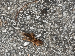 Gryllotalpa vineae