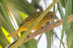 Piranga rubra