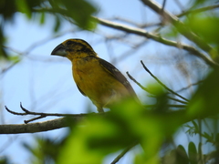 Pheucticus chrysopeplus