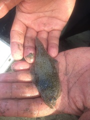 Psettichthys melanostictus