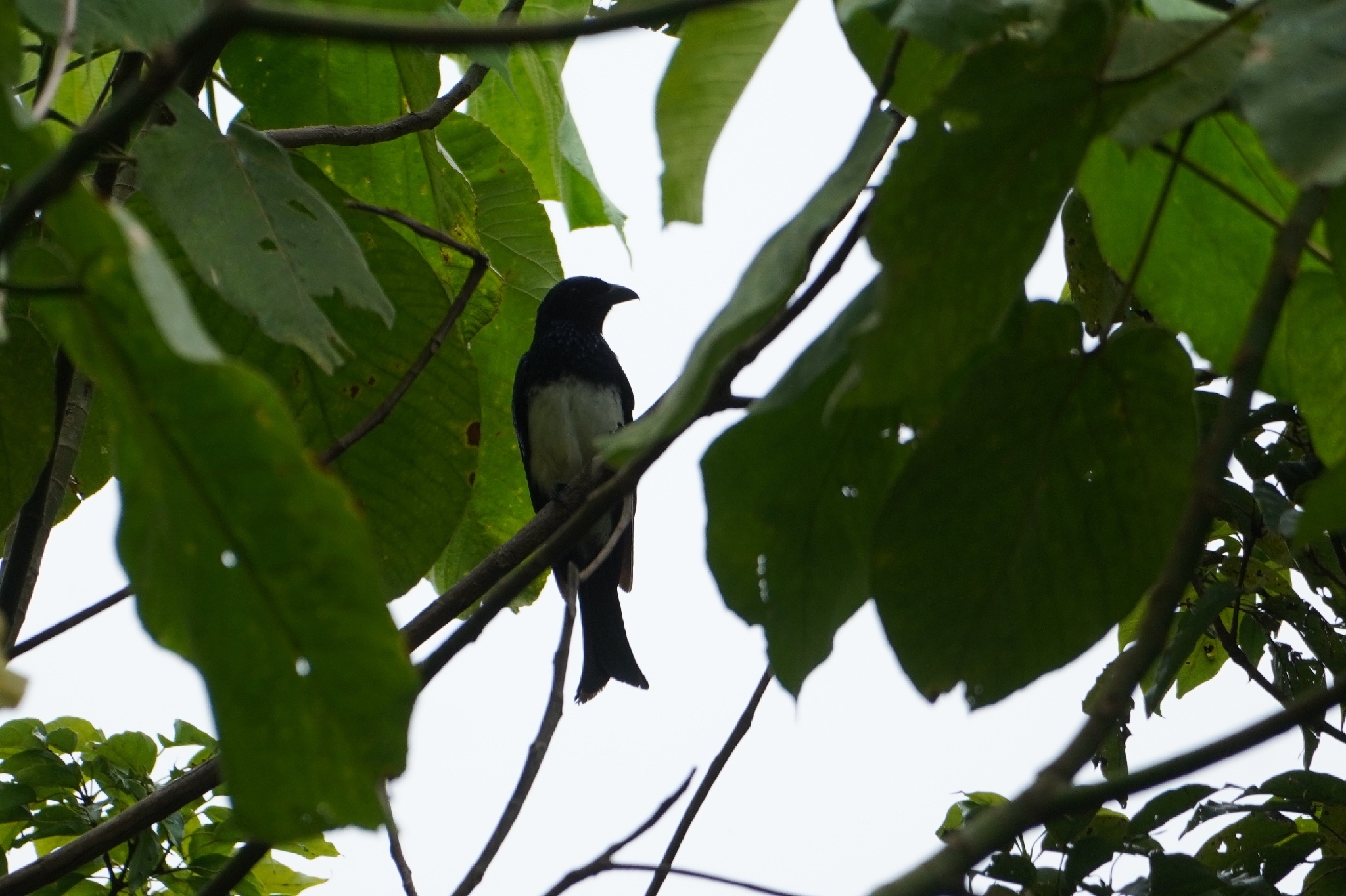 Balicassiao (Dicrurus balicassius), photo 4