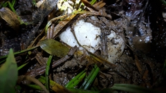 Zhangixalus taipeianus