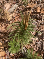 Dendrolycopodium