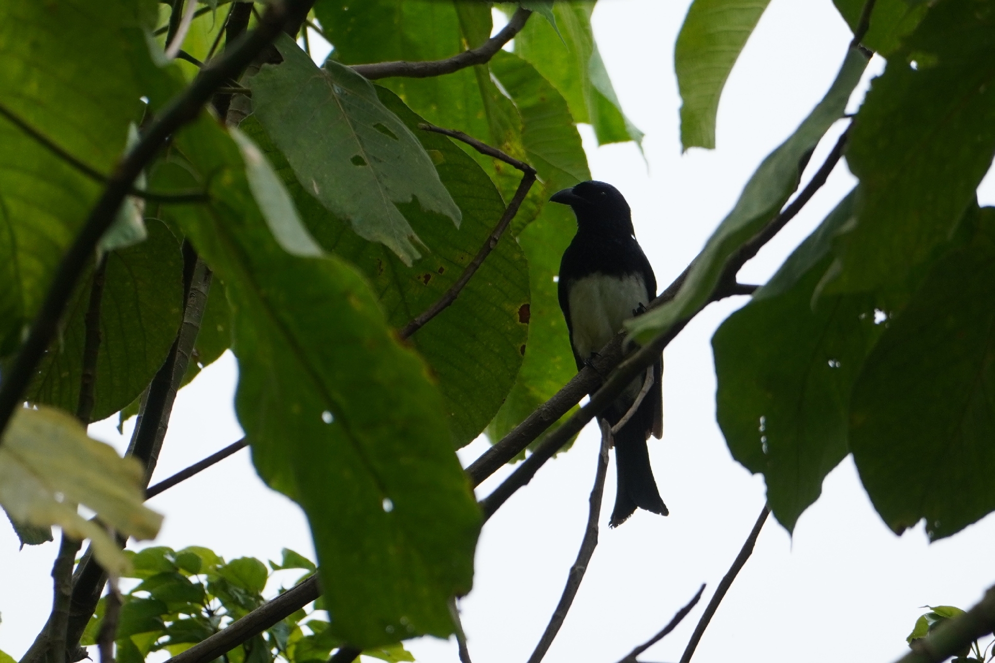 Balicassiao (Dicrurus balicassius), photo 5