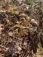 Dendrolycopodium