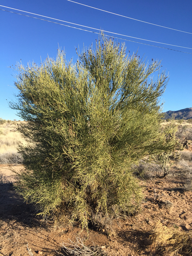 Crucifixion thorn (Canotia holacantha)