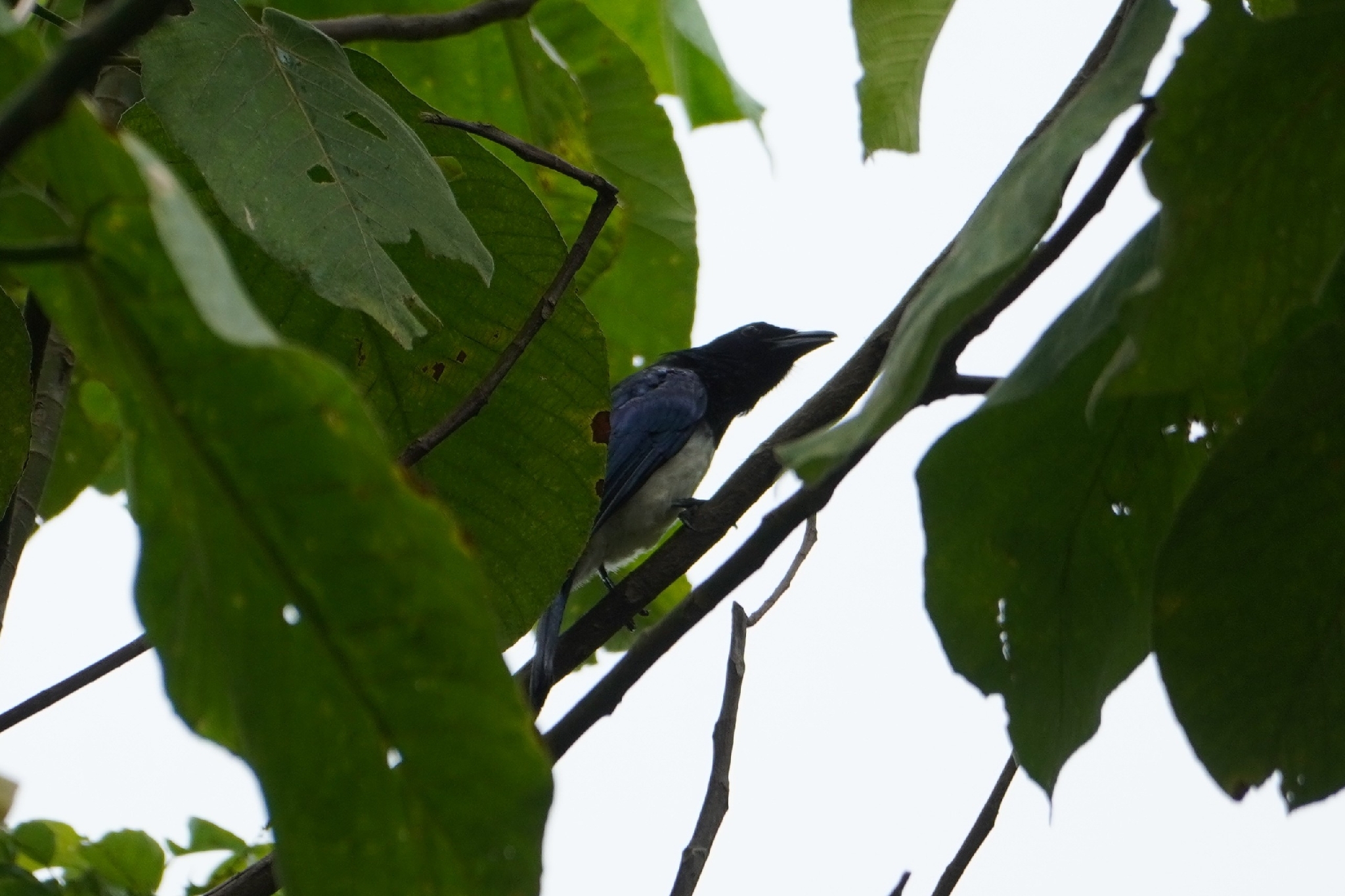 Balicassiao (Dicrurus balicassius), photo 6