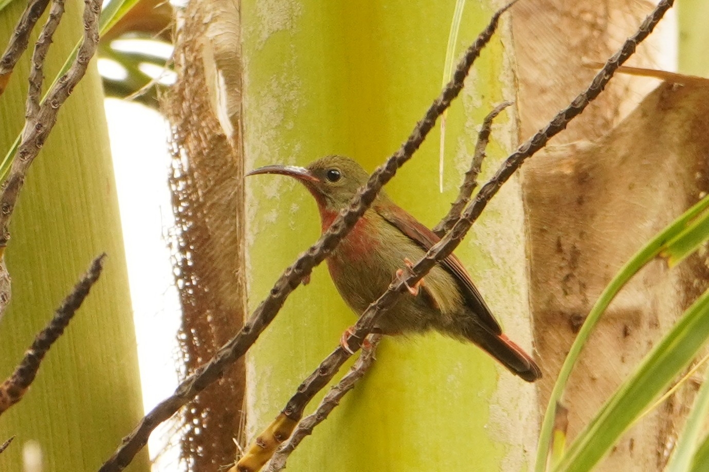 Magnificent Sunbird (Aethopyga magnifica), photo 3