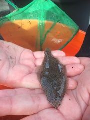 Psettichthys melanostictus