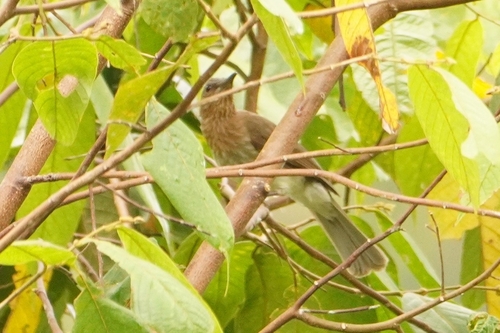 Visayan Bulbul (Hypsipetes guimarasensis)