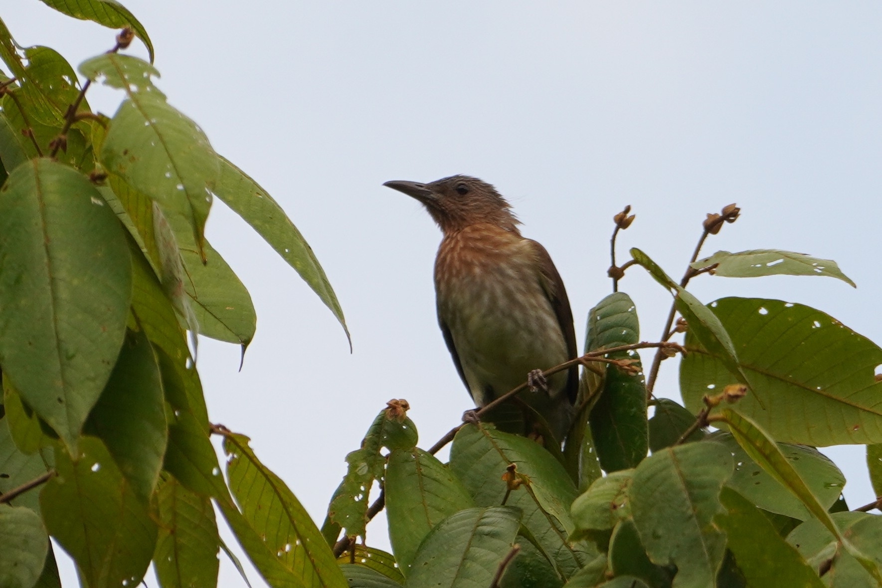 Visayan Bulbul (Hypsipetes guimarasensis), photo 2