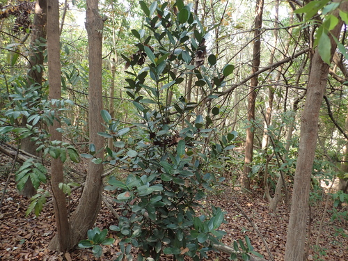 Image of Garcinia subelliptica by no rights reserved